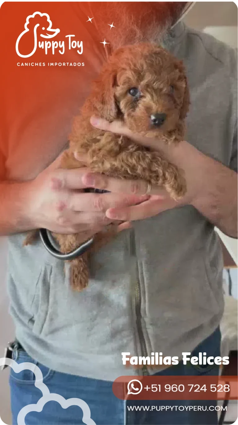 puppy toy images-18