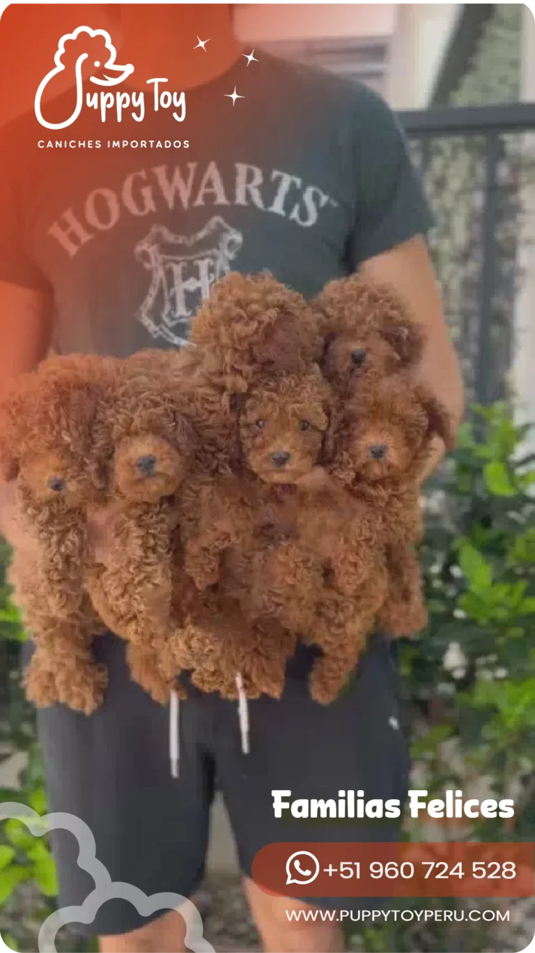 puppy toy images-20