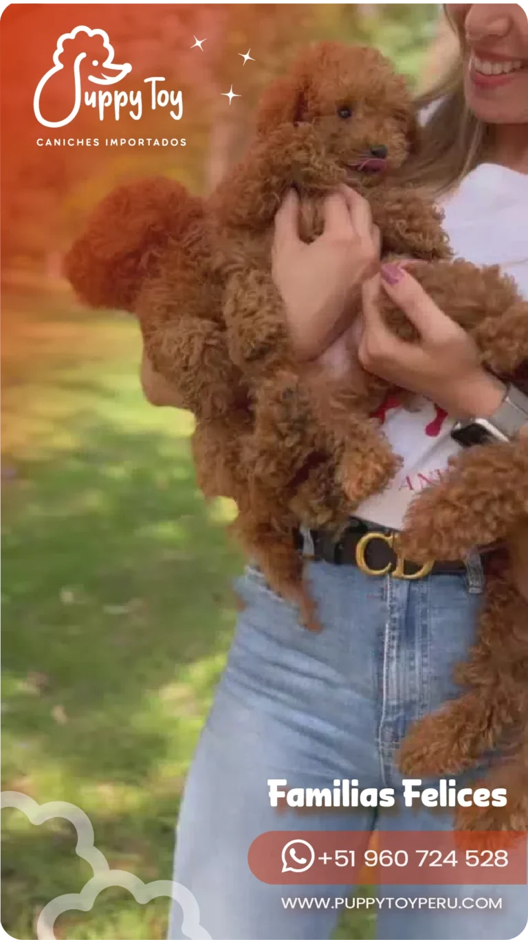 puppy toy images-21