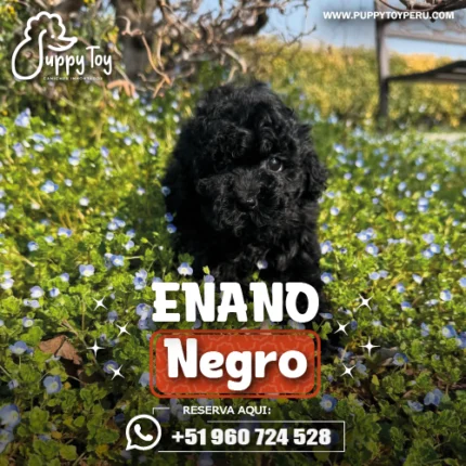 POODLE ENANO NEGRO