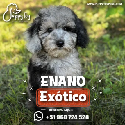 Poodle enano exótico de tamaño pequeño con rostro tierno, pelaje rizado y apariencia compacta, ideal como mascota de compañía.