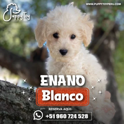 POODLE ENANO BLANCO