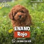 CANICHES-39