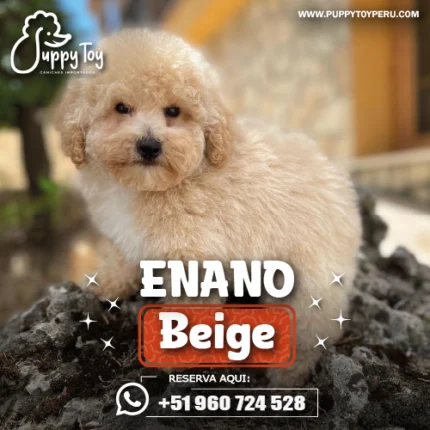 POODLE ENANO BEIGE