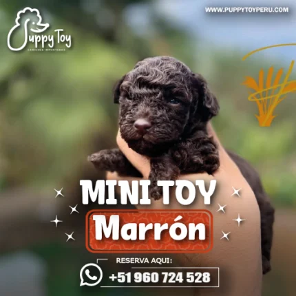 POODLE MINI TOY MARRON