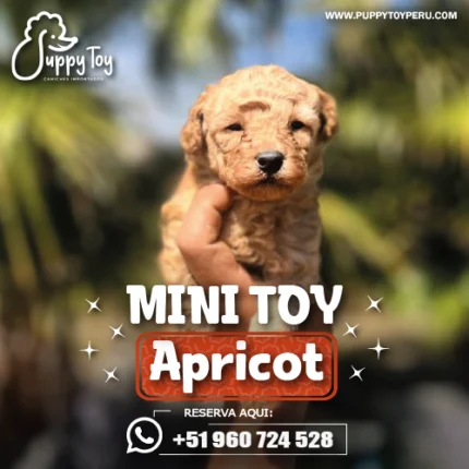 POODLE MINI TOY APRICOT