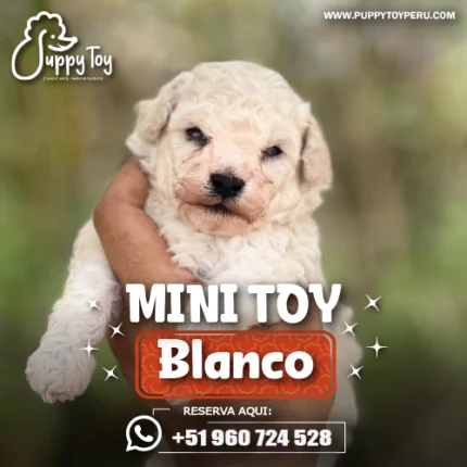 POODLE MINI TOY BLANCO