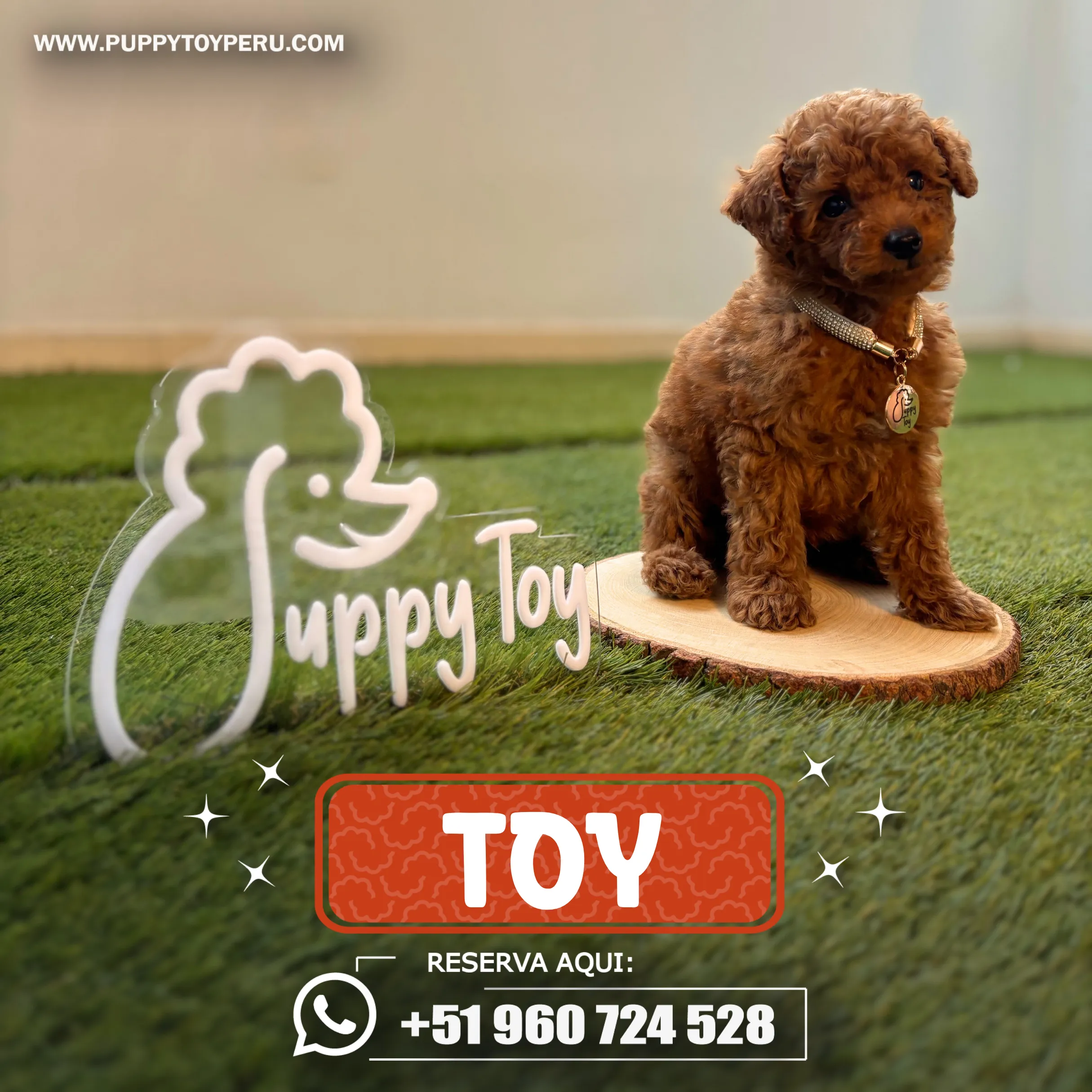 puppy wb_11zon