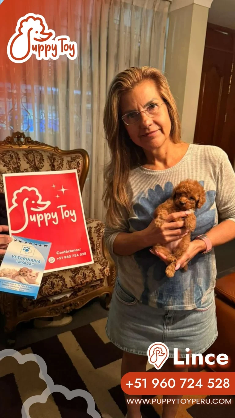 Instagram Poodle (6)_5_11zon - copia